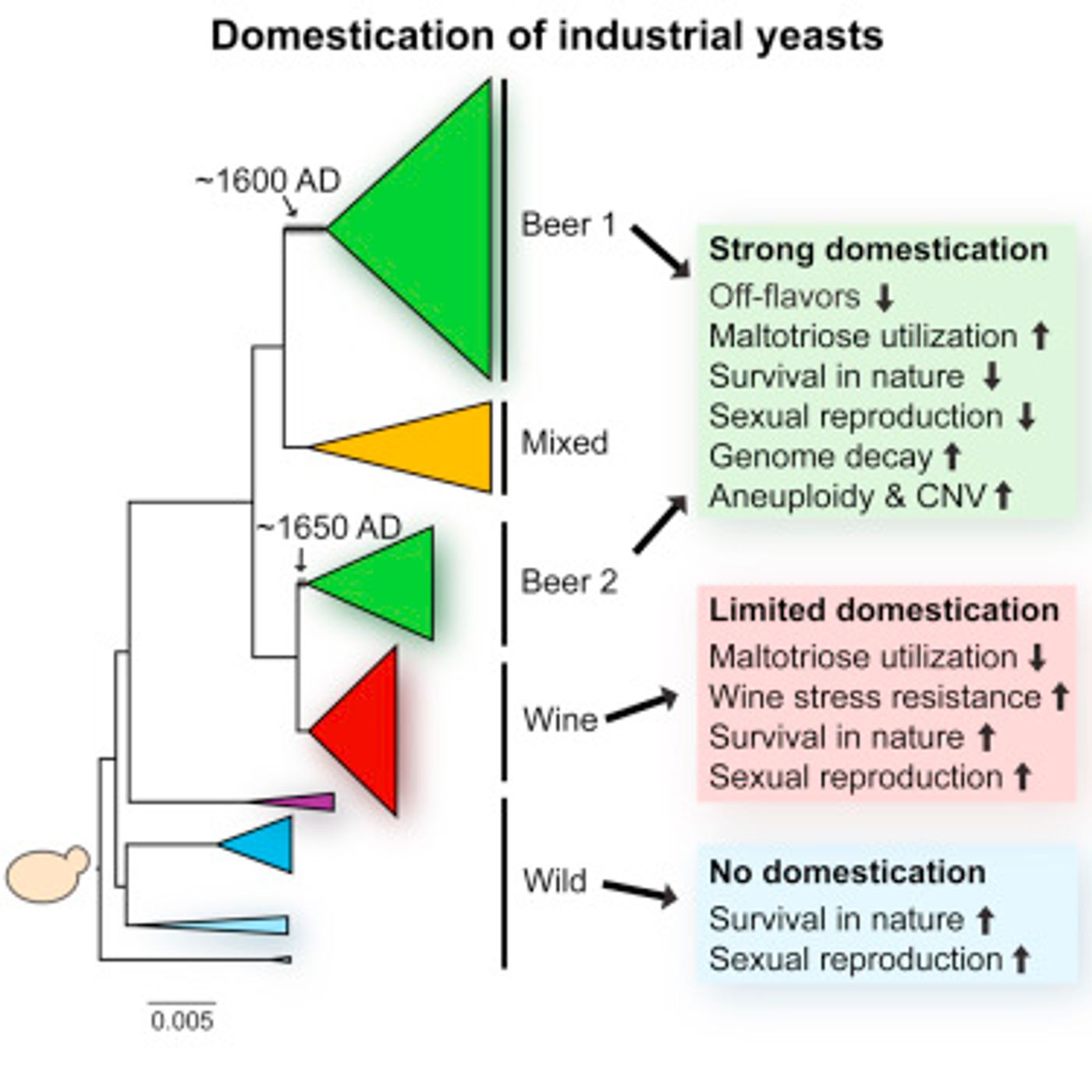 The Graphical abstract from Cell Gallone et al