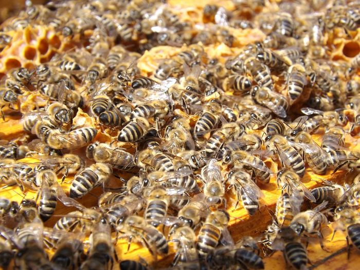 Honeybee populations might be in trouble as lands surrounding America's beekeeping hotspot undergo land development.