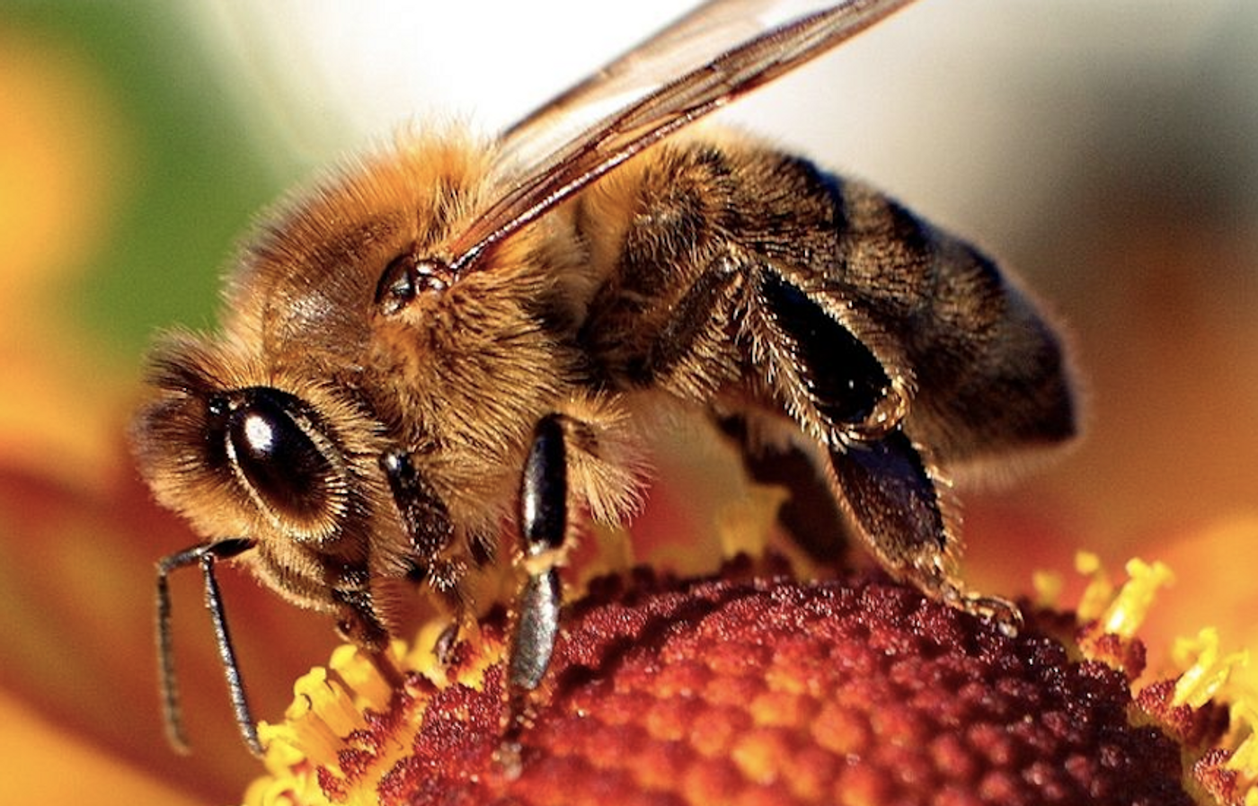 Honeybee / Credit: Wikimedia Commons/Maciej A. Czyzewski