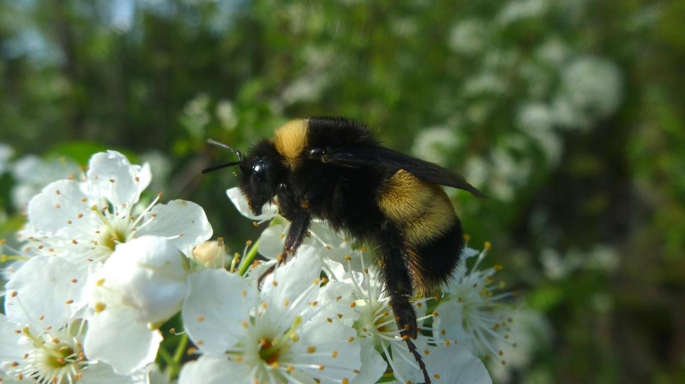This is a yellow-banded bumblebee. / Credit: Credit Victoria MacPhail, PhD candidate, York University