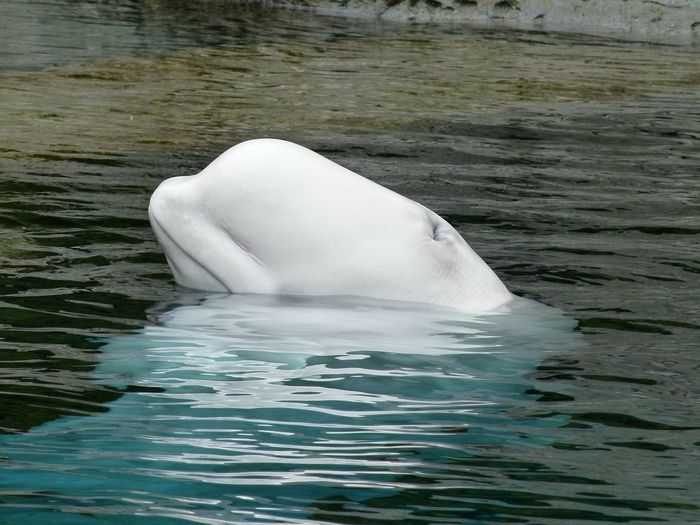 Melting sea ice could force beluga whales to drive deeper for extended periods of time.