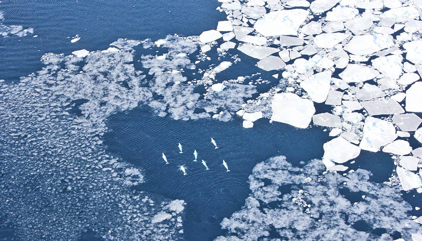 Belugas observed among West Greenland sea ice.