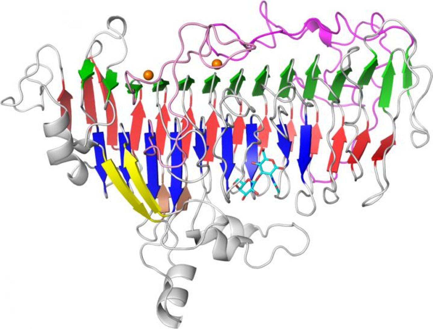 This image shows the molecular structure of lacto-N-biosidase LnbX, an enzyme from a symbiotic bacteria (B. longum) in infants' gut to break down sugars in breast milk. / Credit: Yamada and Gotoh et al.