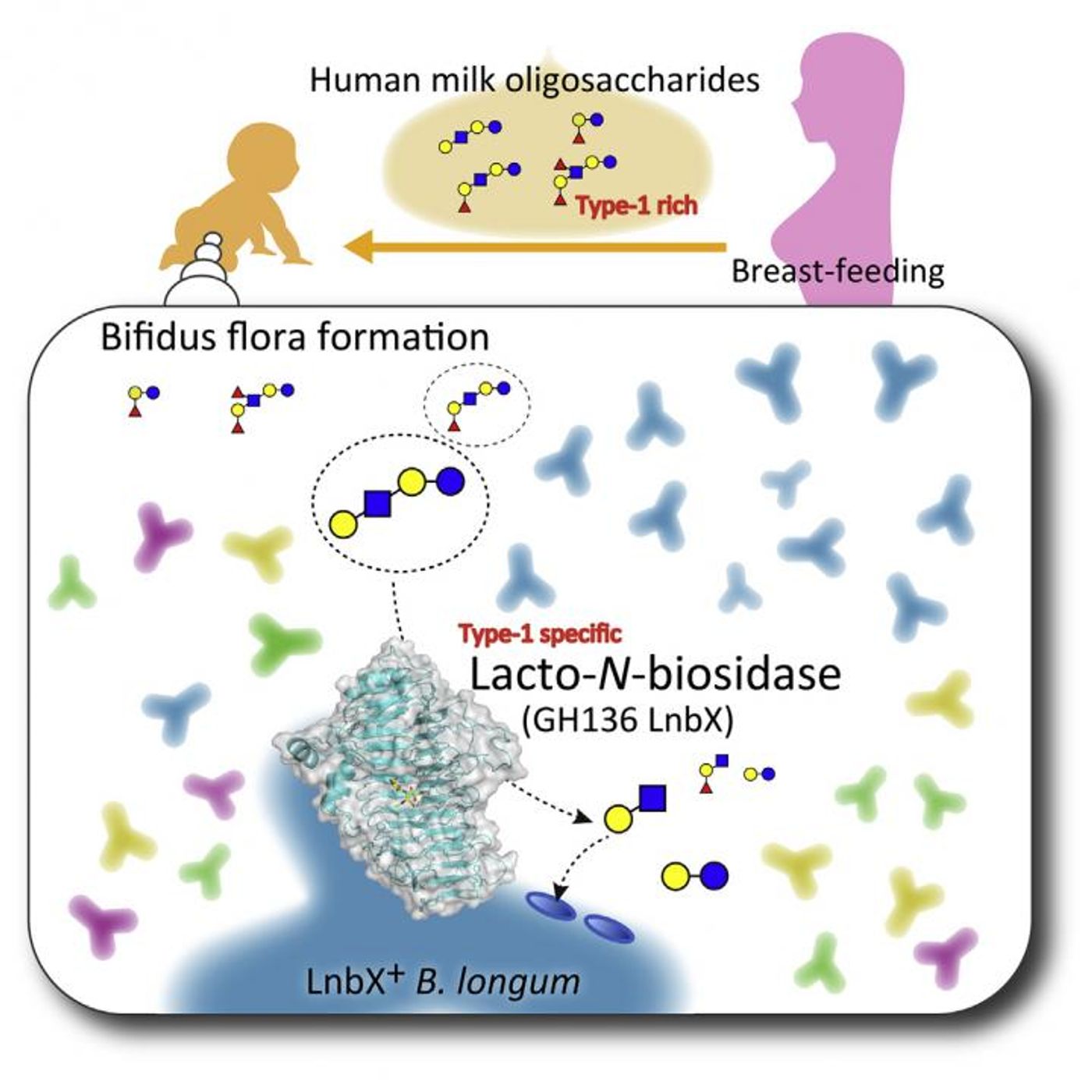 Human milk oligosaccharides selectively promote bifidobacterial growth in the infant gut. This visual abstract depicts the findings of Yamada and Gotoh et al., who provide the structural basis of lacto-N-biosidase (LnbX), a key enzymatic factor for growth and proliferation of B. longum in breastfed infants. CREDIT Yamada and Gotoh et al./Cell Chemical Biology 2017