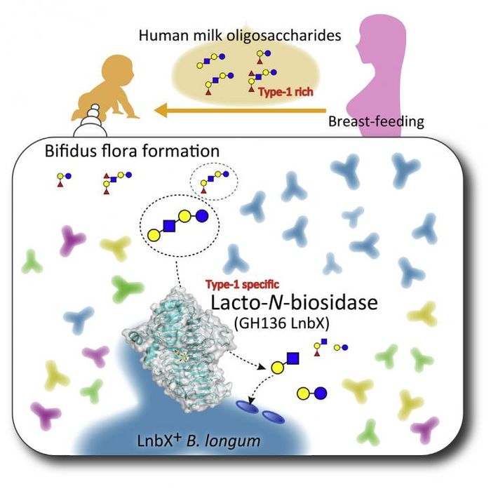 Human milk oligosaccharides selectively promote bifidobacterial growth in the infant gut. This visual abstract depicts the findings of Yamada and Gotoh et al., who provide the structural basis of lacto-N-biosidase (LnbX), a key enzymatic factor for growth and proliferation of B. longum in breastfed infants. CREDIT Yamada and Gotoh et al./Cell Chemical Biology 2017