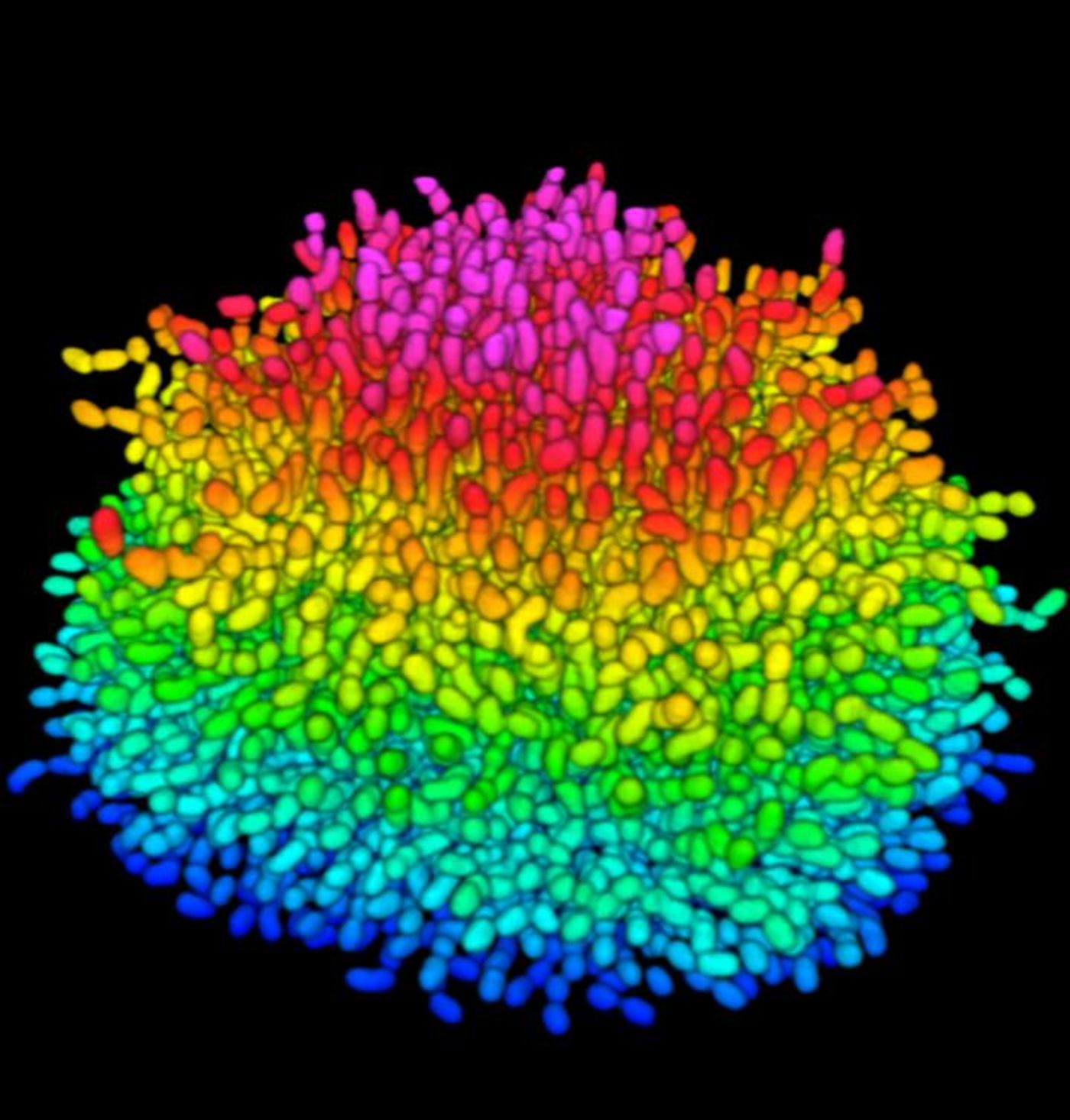 A simulation of the bacteria Vibrio cholerae forming a biofilm, with each slightly curved, rod-shaped unit indicating individual bacteria. The architecture shows vertically oriented bacteria at the biofilm's center and horizontally oriented bacteria at the bottom, adhered to the surface upon which the mass is growing. / Credit: Bonnie Bassler, Howard Stone, Ned Wingreen and Jing Yan