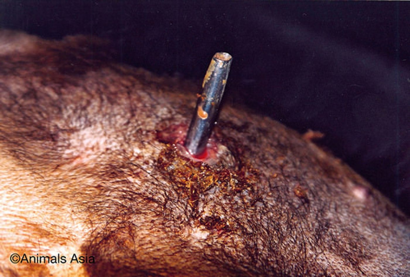 A bile extraction site on a Sun bear