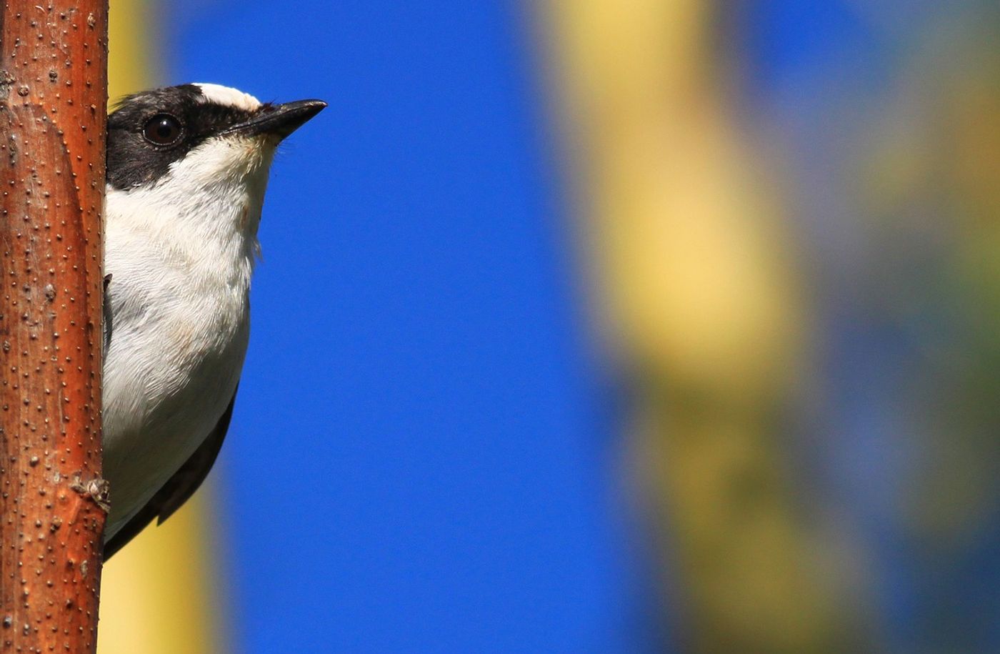 The collared flycatcher is one example of a songbird used in this study to find out if genetics have anything to do with song discrimination.