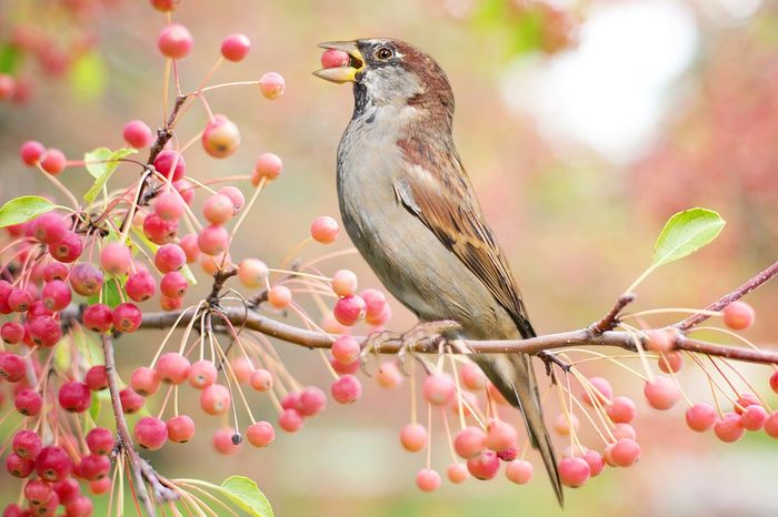Minnesota birds are getting drunk from eating fermented berries.