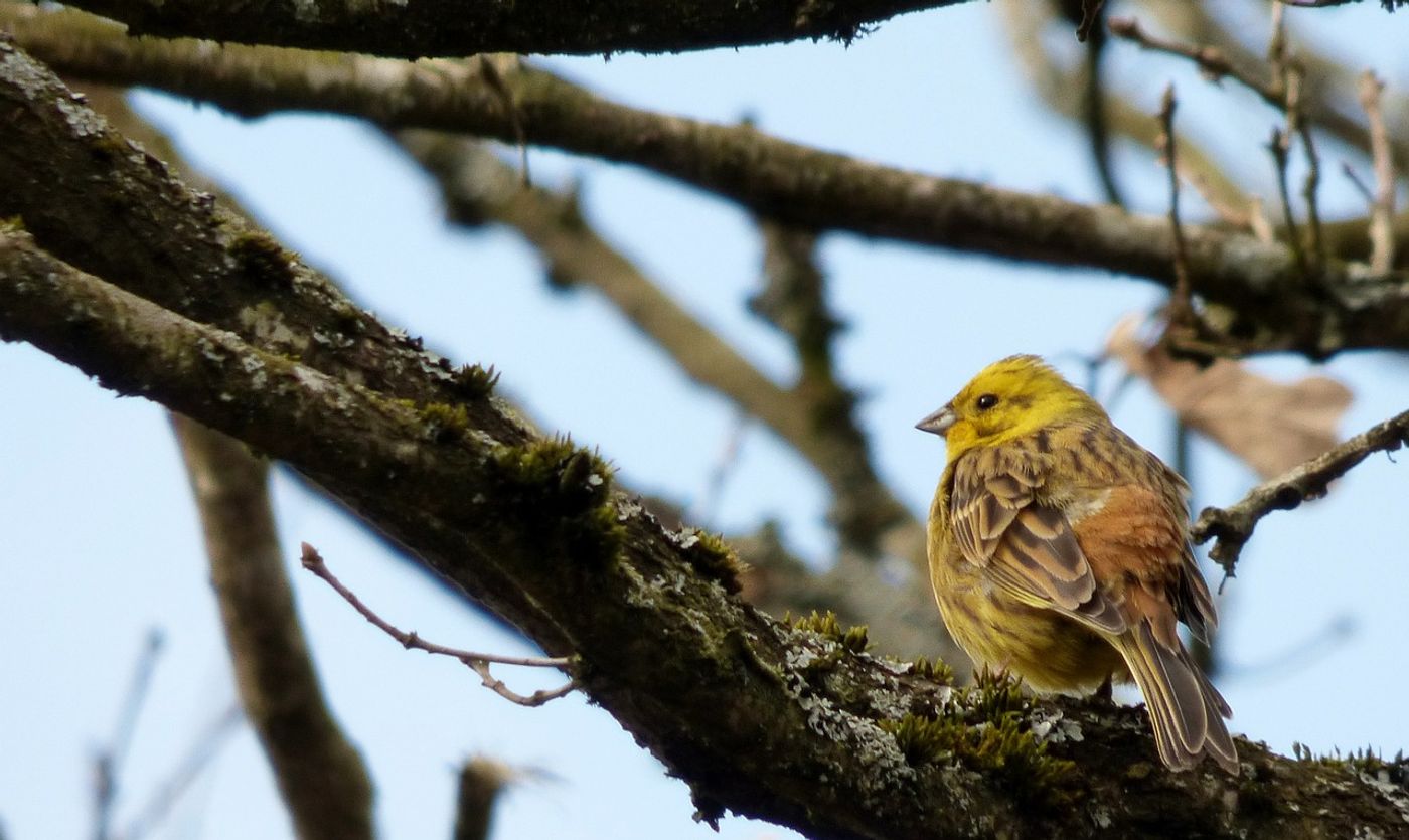 Yellowhammer bird dialects are changing from one region to the next, suggesting one population is failing.