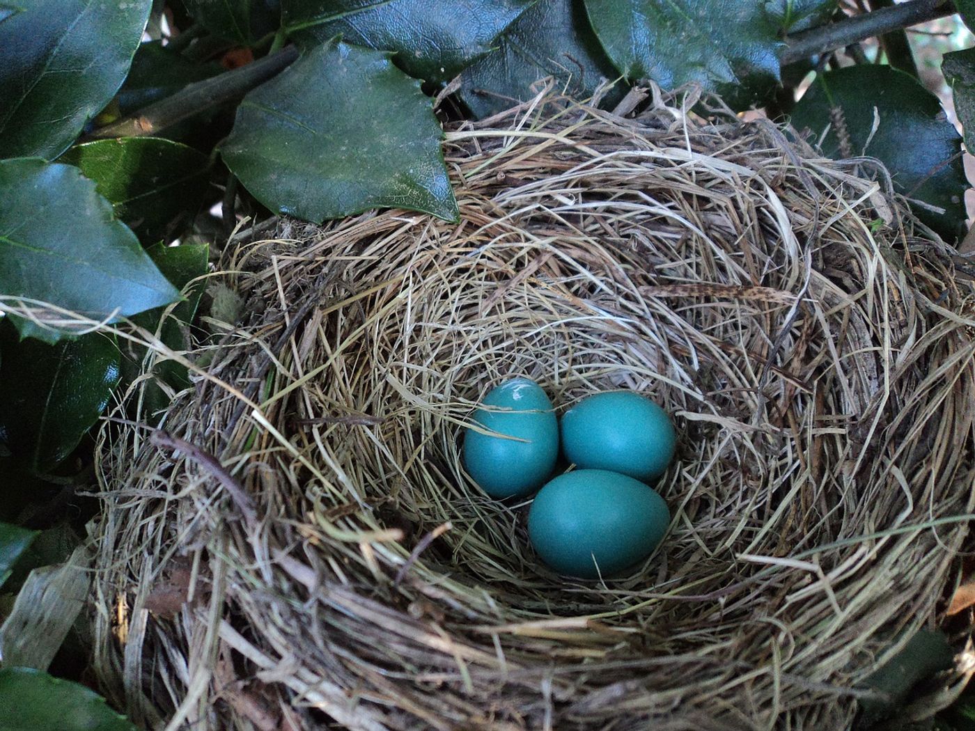 A nest full of eggs.