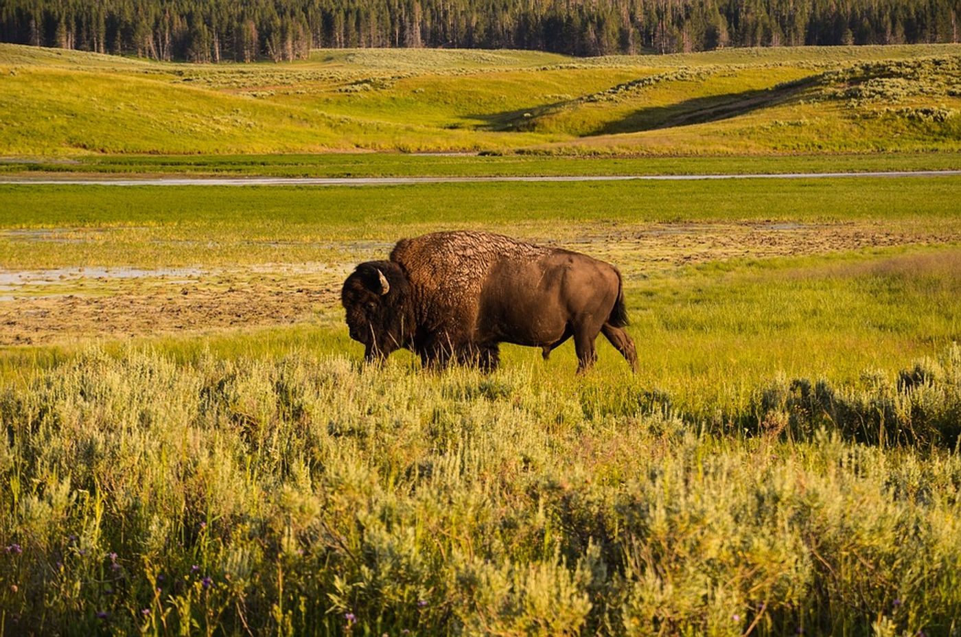 The ecosystems of the Great Plains are shifting north, according to new research. Photo: Pixabay 