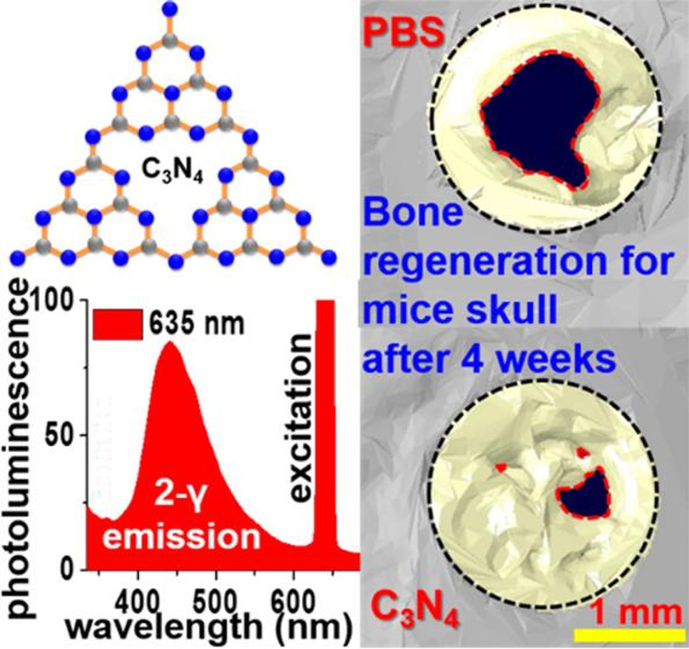 (Upper left) Chemical bonding and physical structure of carbon nitride sheets. (Lower left) In a liquid state, red light is transmitted at a maximum of 450nm and emitted at a wavelength of 635 nm. (Right) After four weeks of loading carbon nitride sheets into the skull-damaged mice, the skull was regenerated by more than 90 percent. / Credit: UNIST