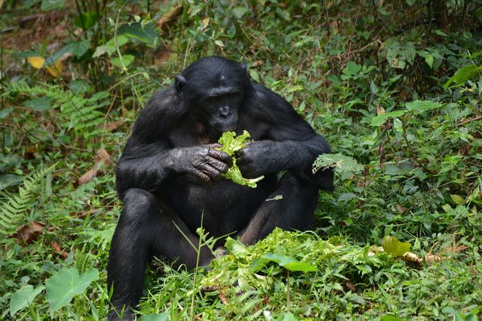 A wild bonobo sits down to enjoy a meal.
