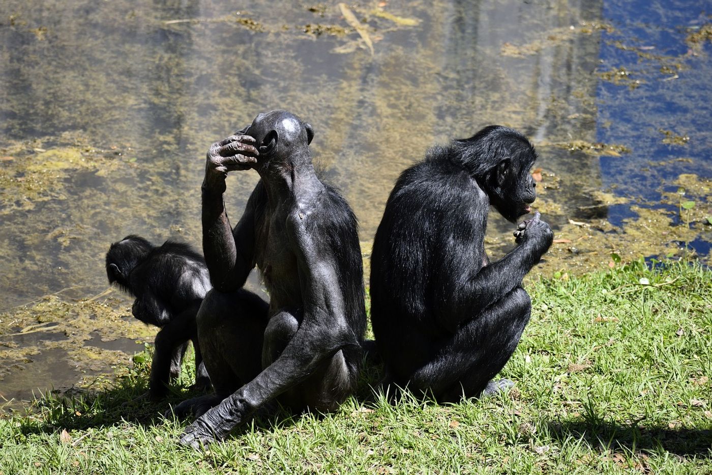 Bonobos and chimpanzees apparently use gestures with similar meanings, despite being entirely different primate species.