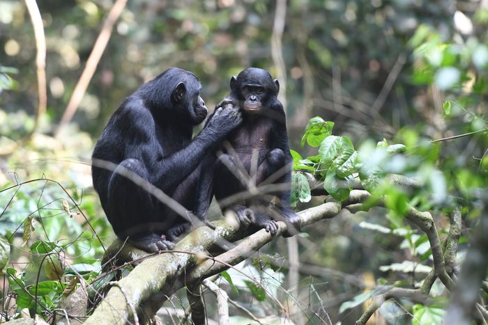 A male bonobo and his mother.