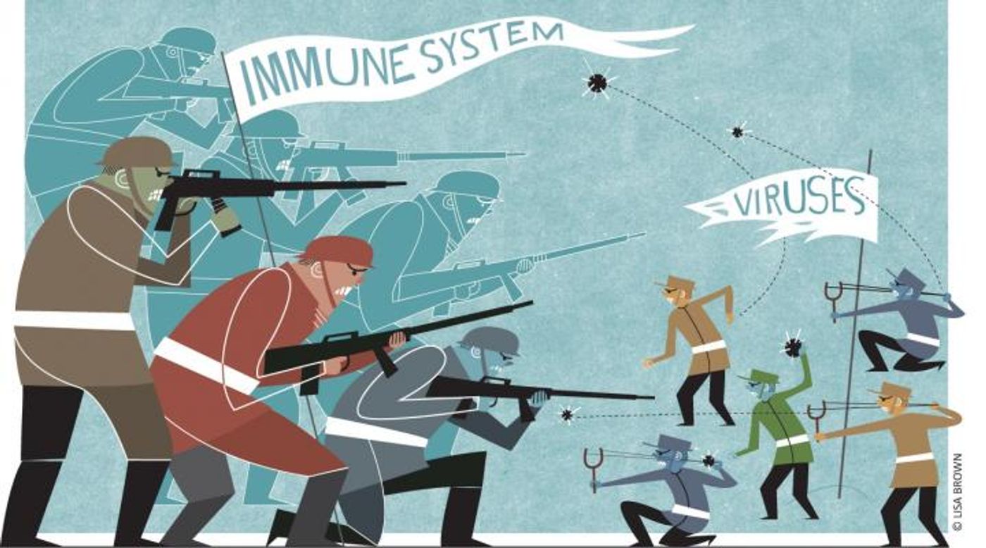 Our immune systems are constantly engaged in battling viral infections. Credit: Lisa Brown