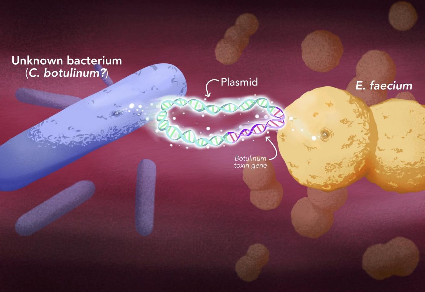 Botulinum toxin was able to jump into a new type of bacteria, Enterococcus, through plasmids, mobile structures that contain DNA independently of the chromosomes and can be swapped from one bacterium to another. / Credit: Elena Hartley