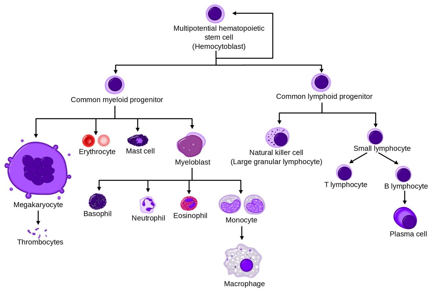 A simplified overview of normal human hematopoiesis from Wikipedia