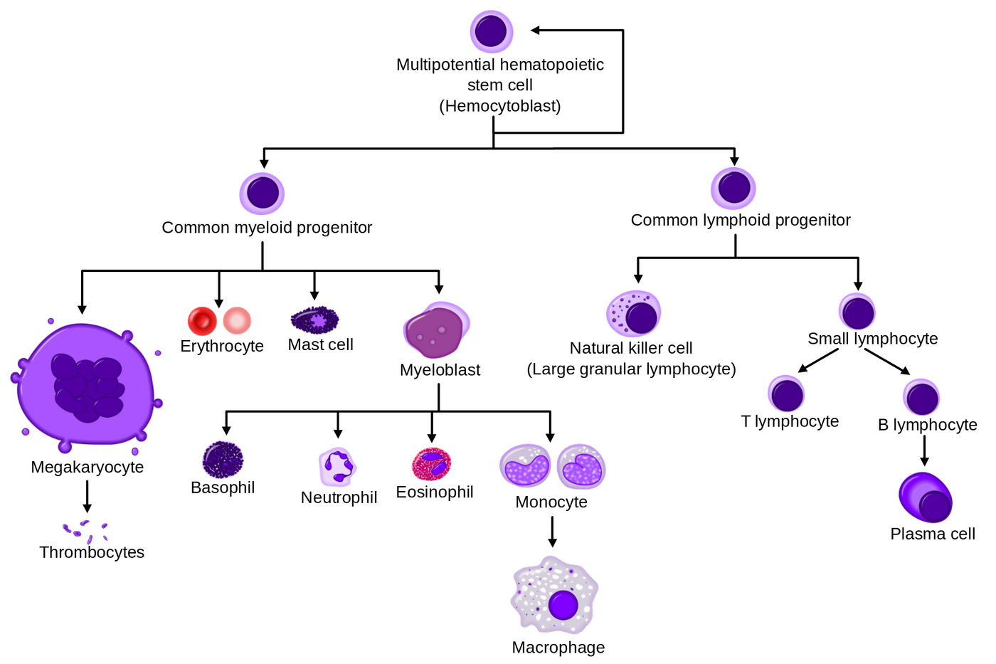 Cancer Cell, Cells at Work! Wiki