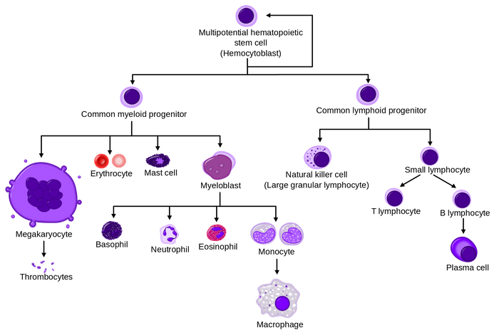 A simplified overview of normal human hematopoiesis from Wikipedia