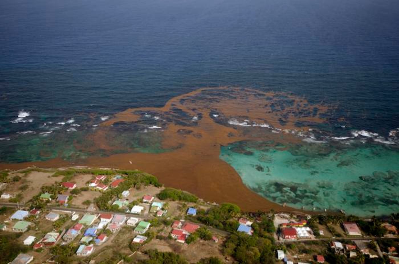 This image shows a sargassum bloom in the Caribbean / Image credit: Jean-Philippe Maréchal