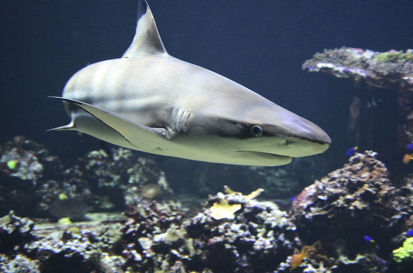 Conservation efforts of sharks are threatened by a practice called "finning," but new laws may threaten conservation efforts, scientists argue.