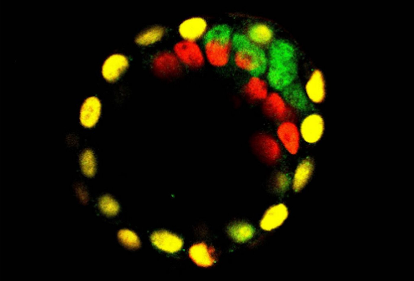 4.5 days after fertilization the early mammalian embryo consists of approximately 100 cells. At this stage the cells form a structure consisting of a fluid-filled cavity and three different cell types. The yellow cells develop into the placenta, the red cells become the yolk sac and the green cells develop into the embryo proper./ Credit: University of Copenhagen