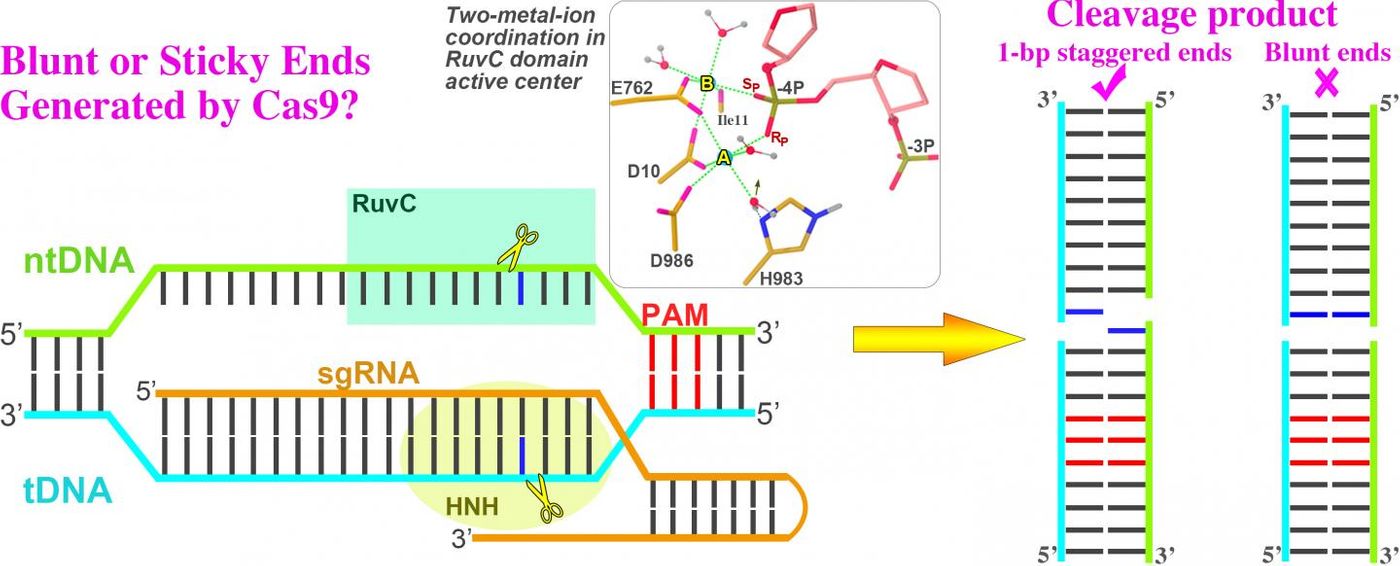 A visual description of the CRISPR/Cas9 research explored by UNT researchers using TACC supercomputers. Simulations found that Cas9 produces staggered, "sticky" ends, which may make them easier to manipulate for future use. / Credit: Jin Liu and Zhicheng Zuo, UNT