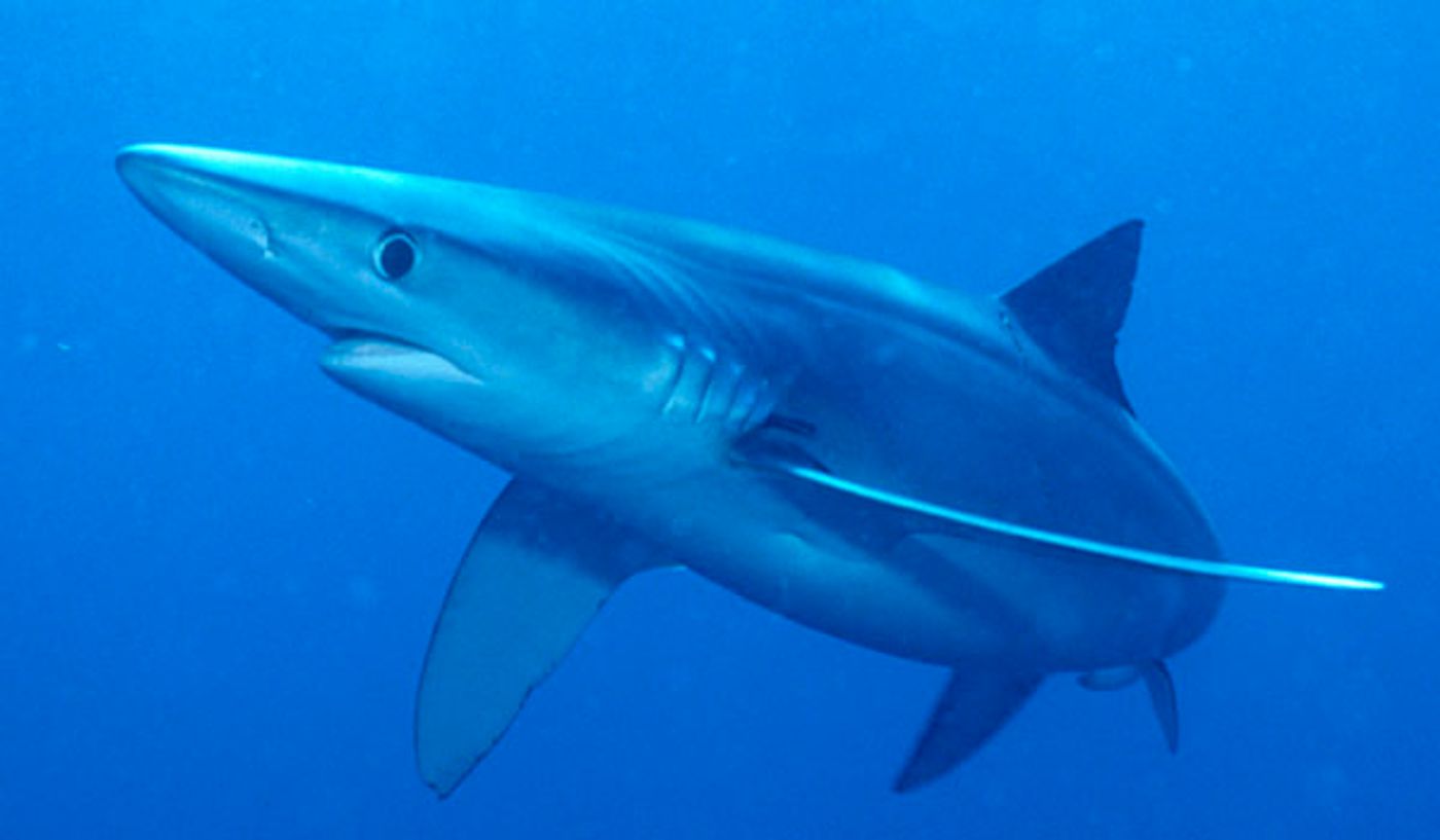 blue sharks, credit: sharkcagediving.co.za