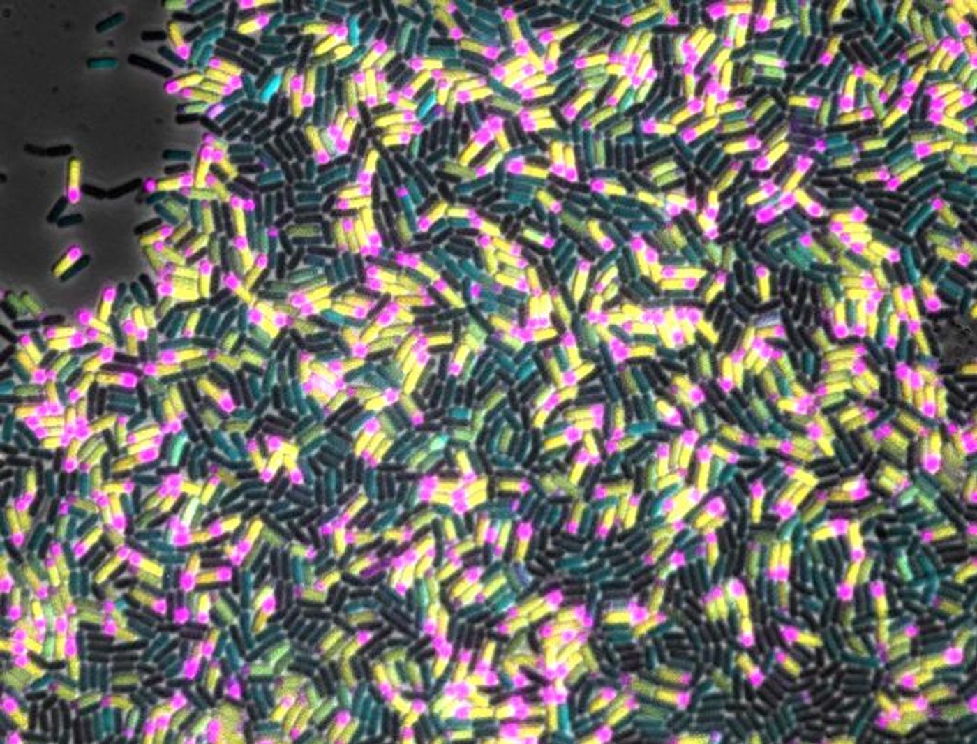 A mixed population of starving Bacillus subtilis cells includes nonsporulating cells (blue) and cells beginning spore formation by dividing asymmetrically into small (pink) and large (yellow) chambers.