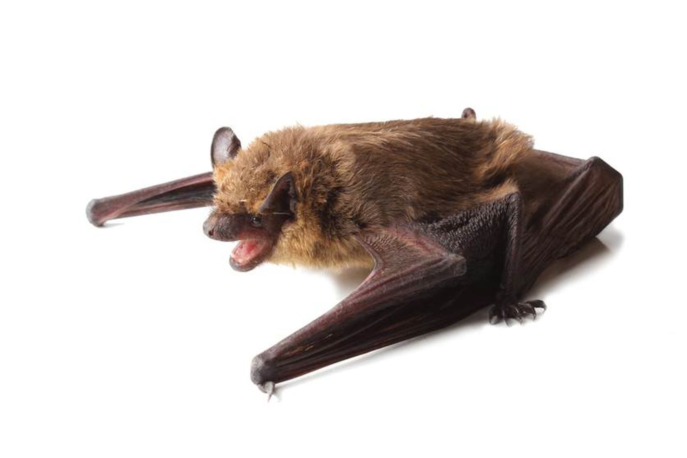 Researchers identified a new bat herpes virus.