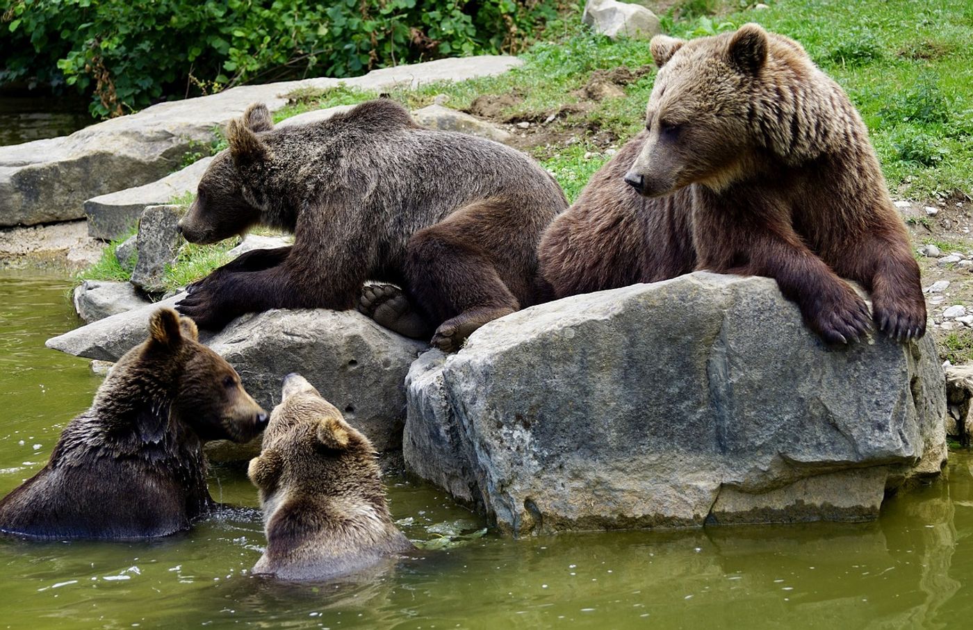 Brown bear cubs in Sweden's forests are spending more time with their mothers than ever before.
