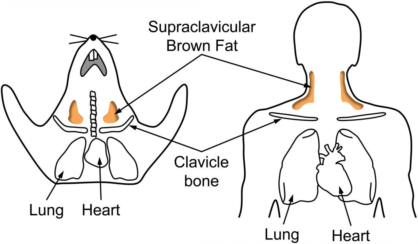 Adult mice have metabolically active, supraclavicular brown fat depots that share similarities with those in humans. / Credit: Miao-Hsueh Chen, Baylor College of Medicine