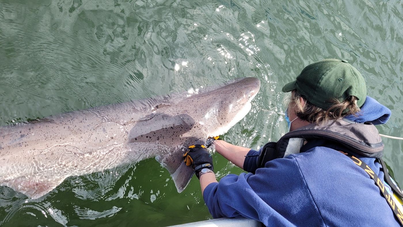 Lisa Hillier of the Washington Department of Fish and Wildllife with a broadnose sevengill shark. Image courtesy of Professor Taylor Chapple, Jessica Schulte, Ethan Personius, and OSU/ Photo credit: Jessica Schulte