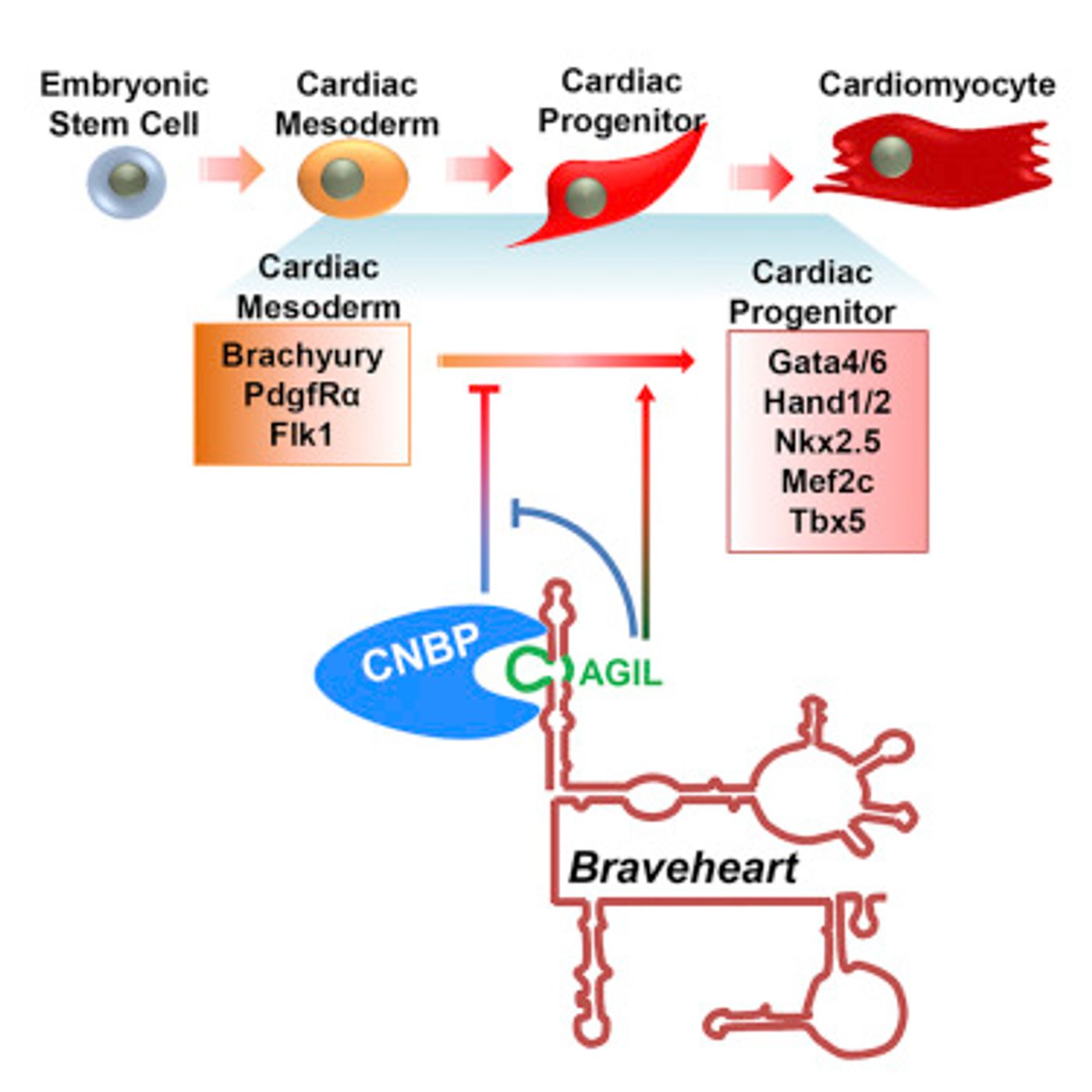 Graphical abstract from Molecular Cell Xue et al