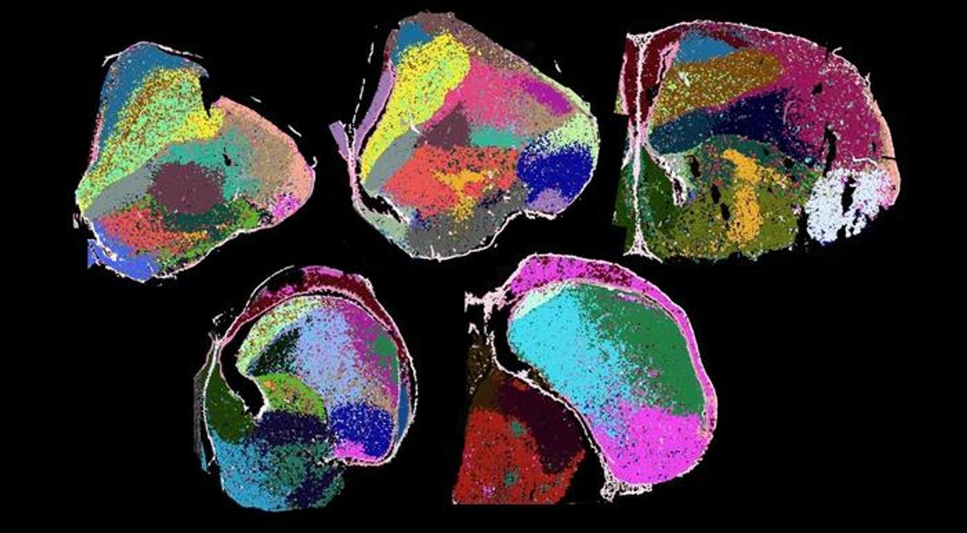 Distribution of the different neuron types in the chick brain / Credit:  Fernando García-Moreno