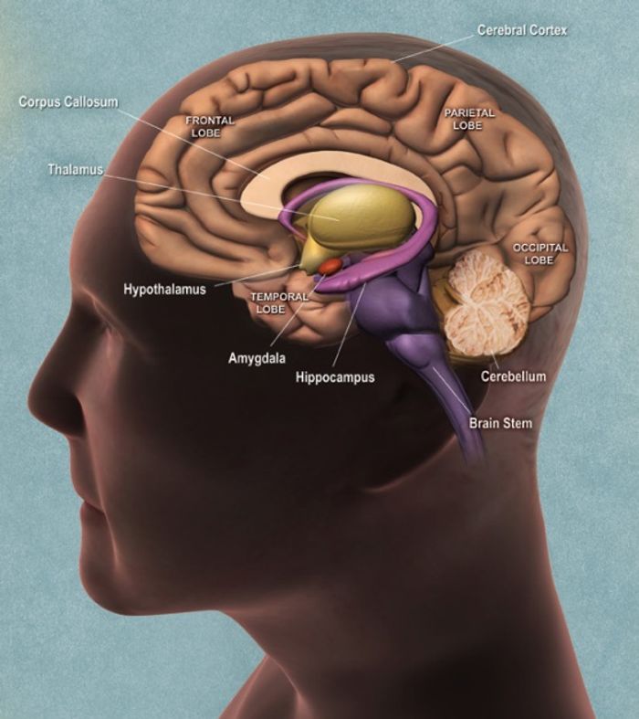 Drawing of the human brain, notice the location of the hypothalamus and brain stem. (National Institute for Aging)