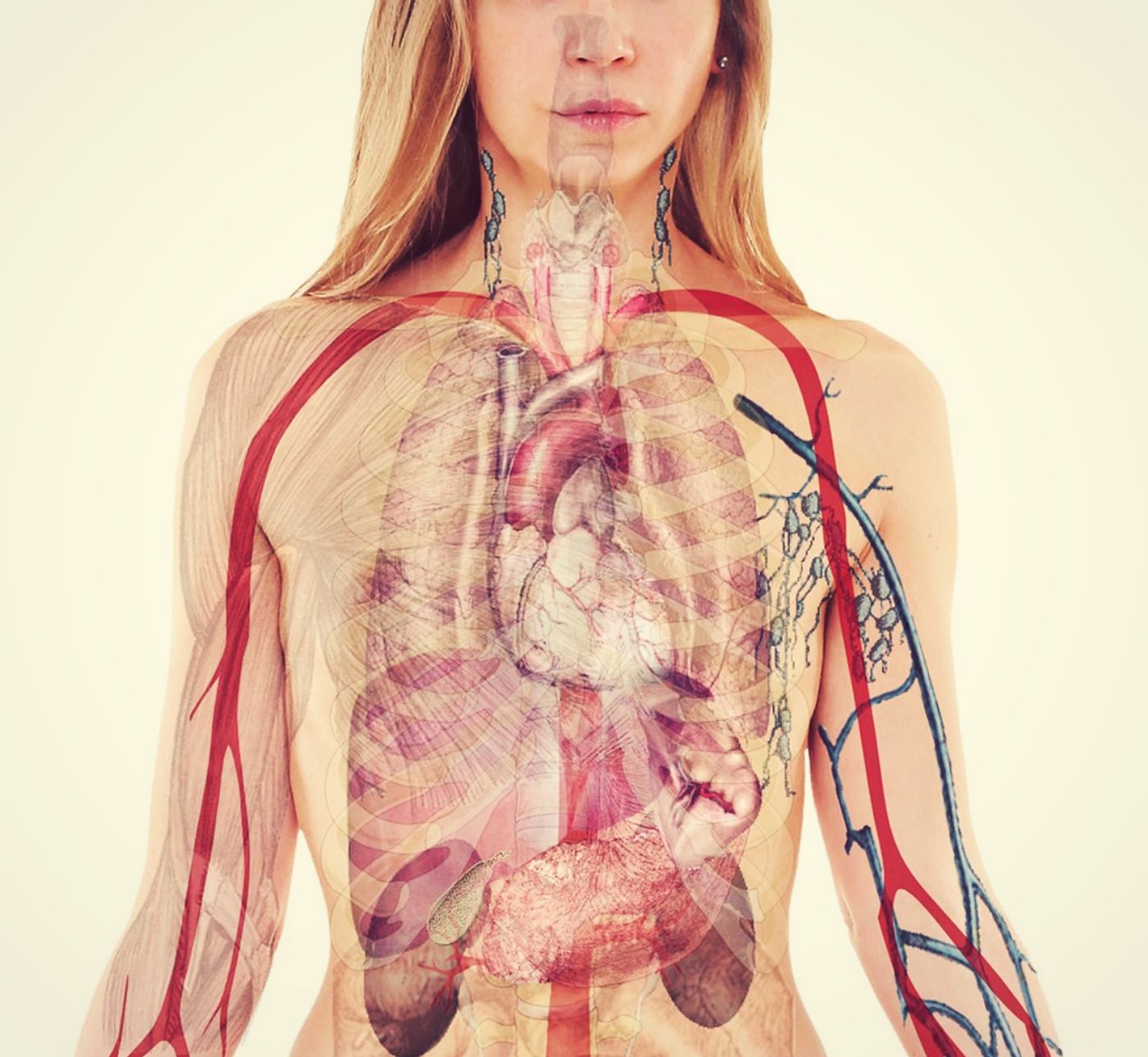 chest anatomy illustration