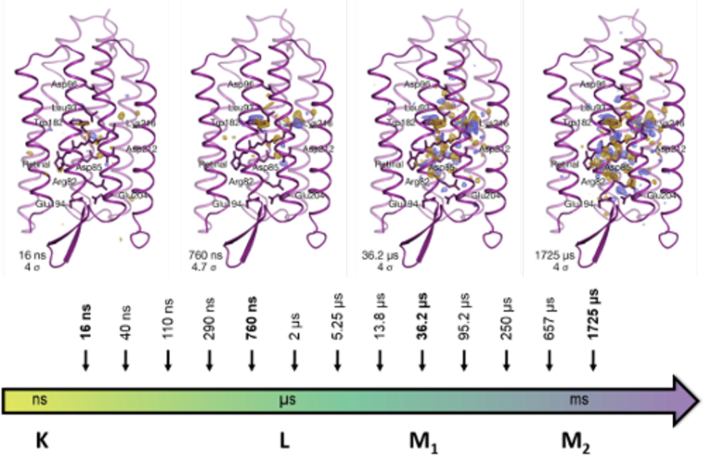 Changes in bacteriorhodopsin over time / Credit: RIKEN