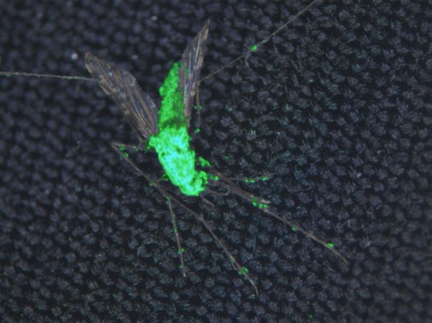 A fluorescent fungus infects a mosquito. 