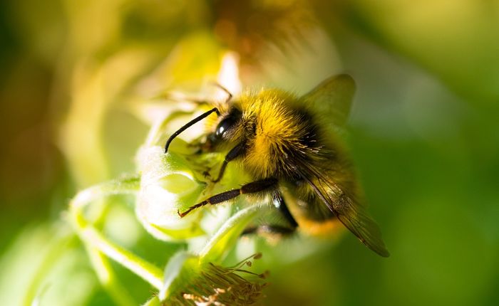 Queen bees are negatively impacted by pesticides, making it harder for them to produce eggs.