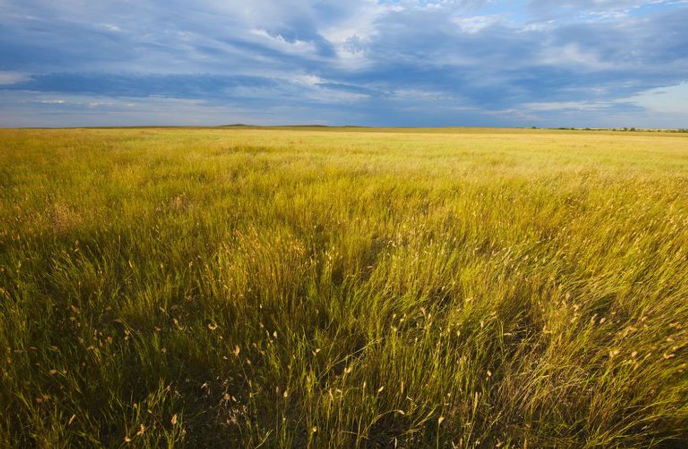 Grasslands come in many forms and are present on all continents, except Antarctica. Photo: ThoughtCo