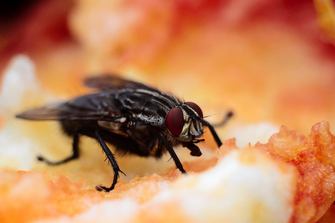 The fruit fly is an example of an insect with compound eyes.