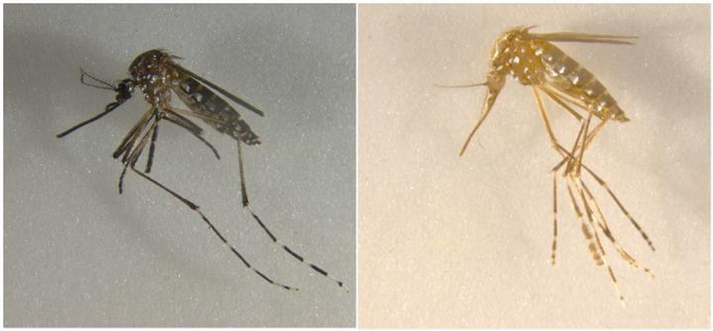 CRISPR/Cas9-mediated disruption of genes associated with cuticle pigment caused mosquitoes to turn from black to yellow, and disruption of genes associated with eye pigment caused eye color to change from black to white. / Credit: UC Riverside.