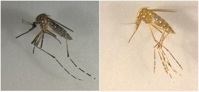 CRISPR/Cas9-mediated disruption of genes associated with cuticle pigment caused mosquitoes to turn from black to yellow, and disruption of genes associated with eye pigment caused eye color to change from black to white. / Credit: UC Riverside.