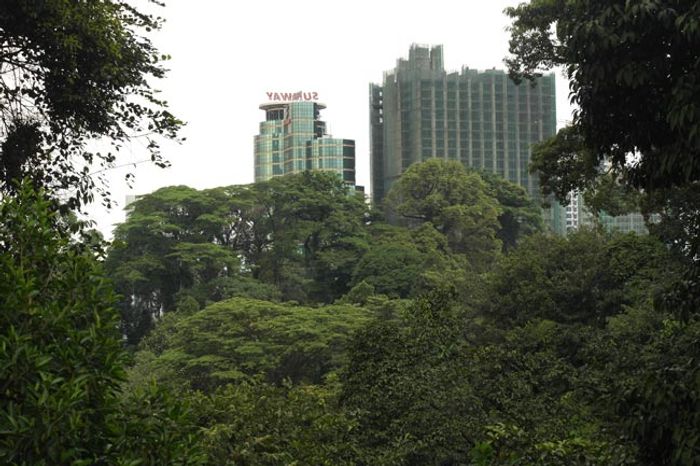 The reserve offers a natural haven in the midst of the capital city. Photo: Rainforest Journal