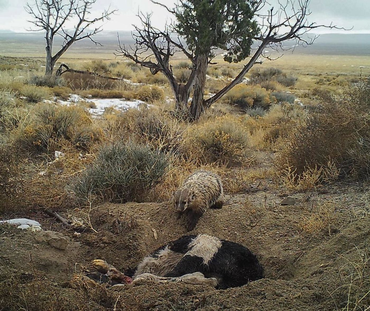 A badger buries a calf planted in the wild by researchers with camera traps.