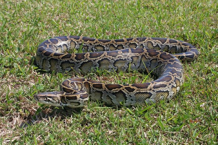 Burmese pythons aren't native to Florida, but they were brought there. They are one example of an invasive alien animal species.