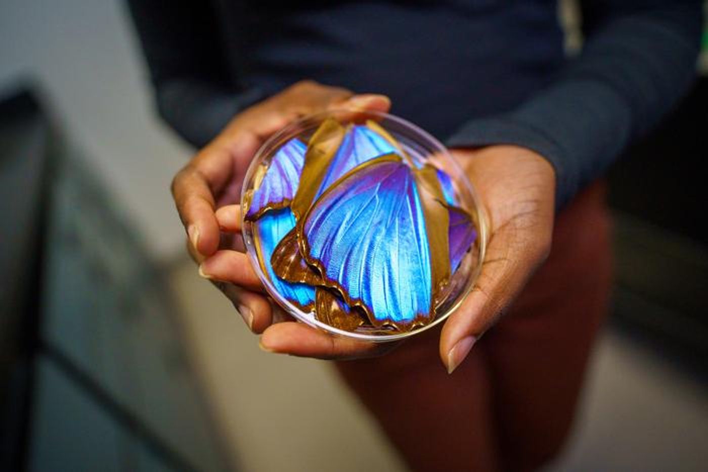 Morpho butterfly wings  / Credit  David Baillot/UC San Diego Jacobs School of Engineering